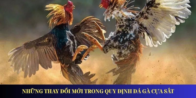 Đá Gà Cựa Sắt - Xu Hướng Giải Trí Được Ưa Chuộng Nhất 2025 Những thay đổi mới trong quy định đá gà cựa sắt