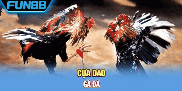 Cựa Dao Gà Đá Là Gì? Khám Phá Về Thiên Đường Đá Gà Cực Chất
